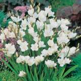 Spring Show Bag – 125 Bulbs